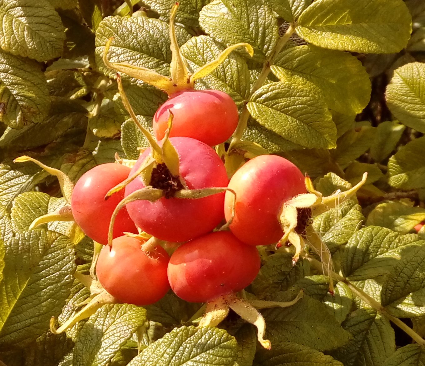 P.P.H.U. RIBES – skup i suszarnia owoców